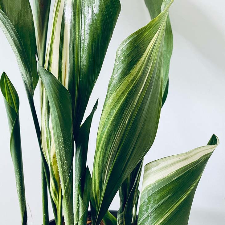 El Top 10 de las plantas de interior más bonitas que crecen sin luz solar 8 Aspidistra