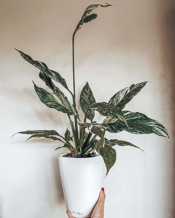 El Top 10 de las plantas de interior más bonitas que crecen sin luz solar 2 Spathiphyllum