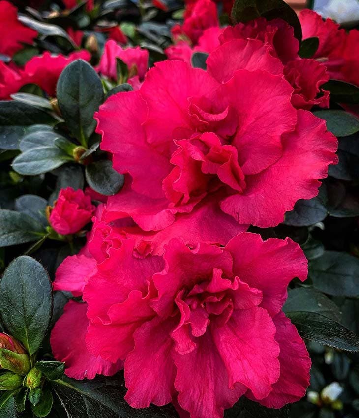El Top 10 de las plantas de interior más hermosas que crecen sin luz solar 3 La azalea de interior