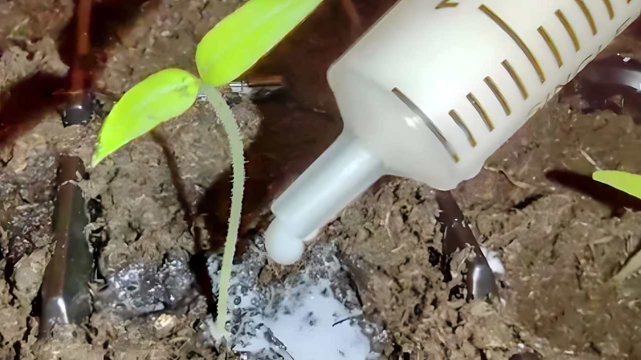 Piantine di pomodoro Plántulas de tomate