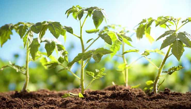 plantar plántulas de tomate