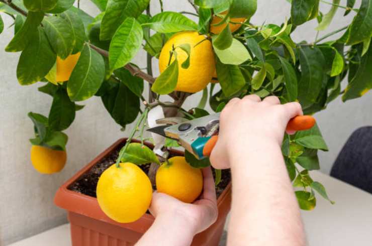 planta de limon planta de limon