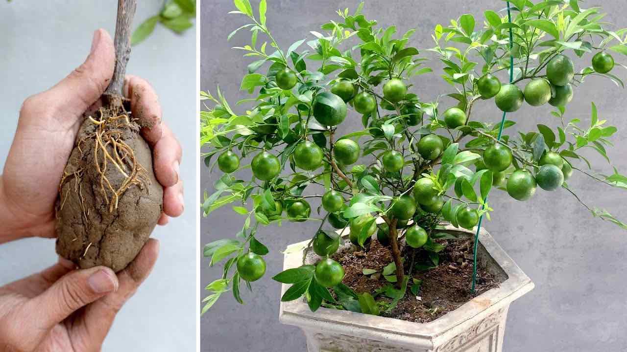 planta de limon planta de limon