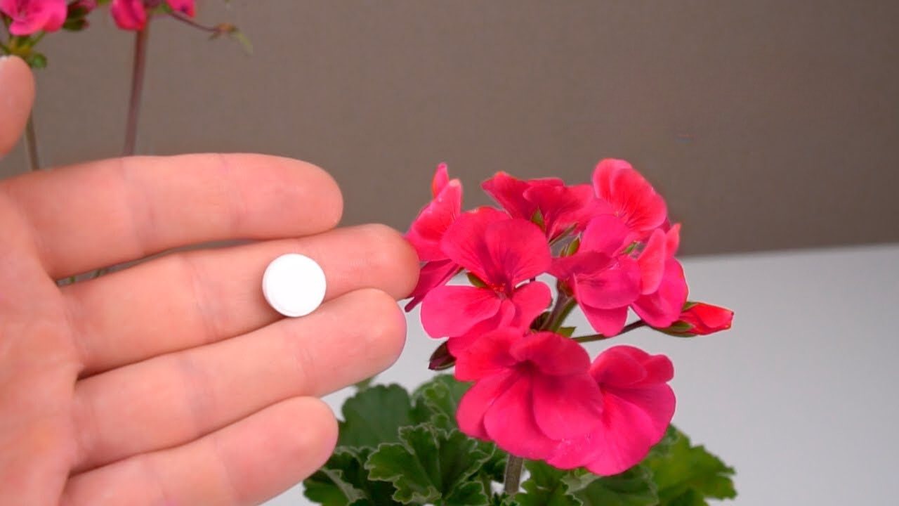 Método de floración geranios