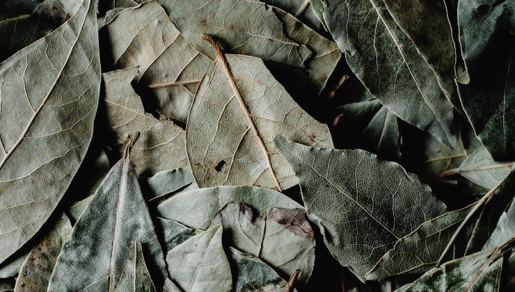 Laurel para la despensa