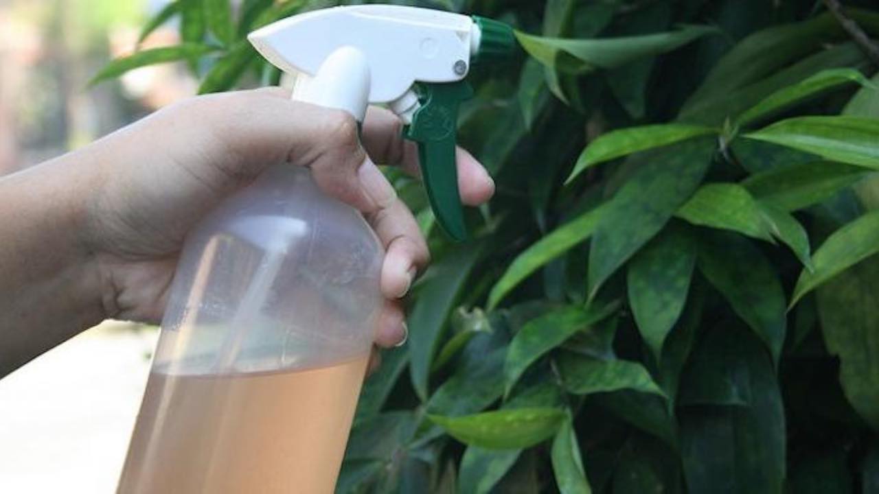 insetticida fatto in casa Insecticida casero