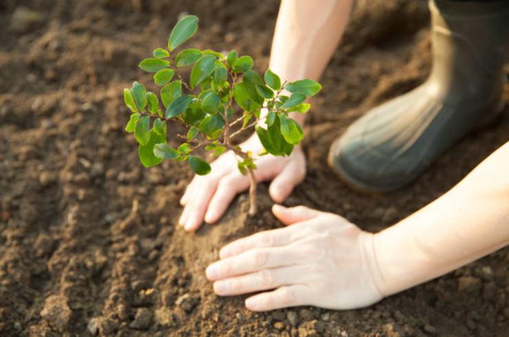 Coltivazione piante Cultivo de plantas