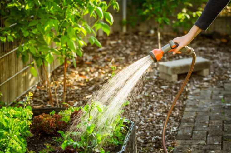 Innaffiare per far crescere piante rigogliose Riego para cultivar plantas exuberantes
