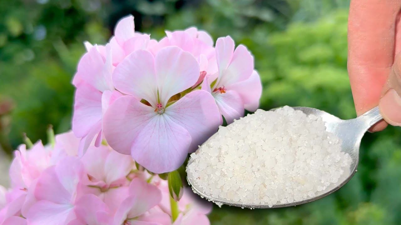 Ingrediente per piante Ingrediente para plantas