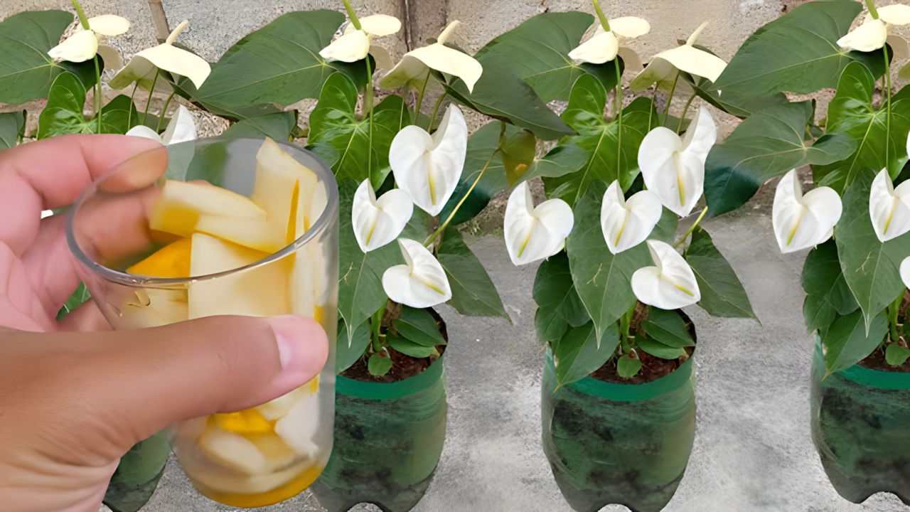 ingrediente para plantas