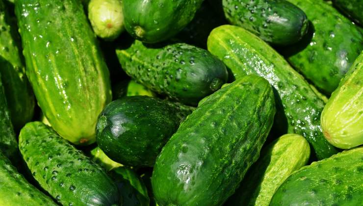 No plantes pepinos sin este ingrediente. No plantes pepinos sin este ingrediente.