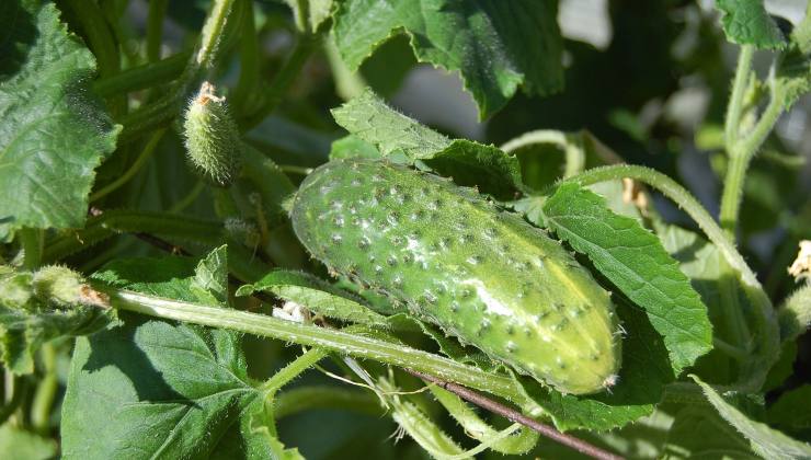 planta de pepino planta de pepino