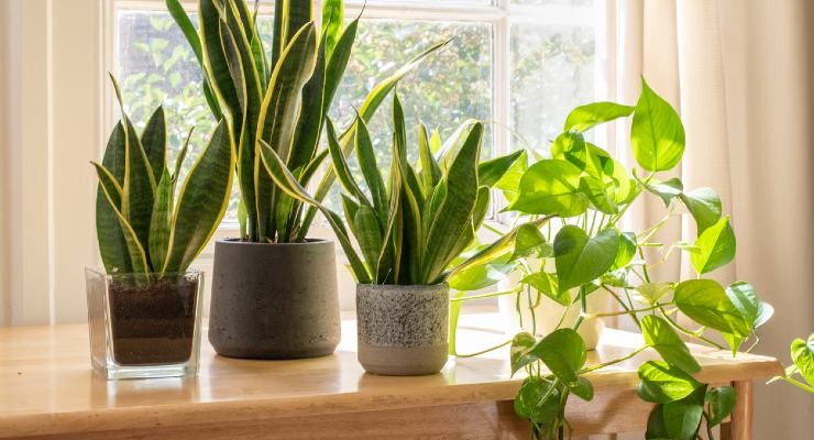 plantas de interior