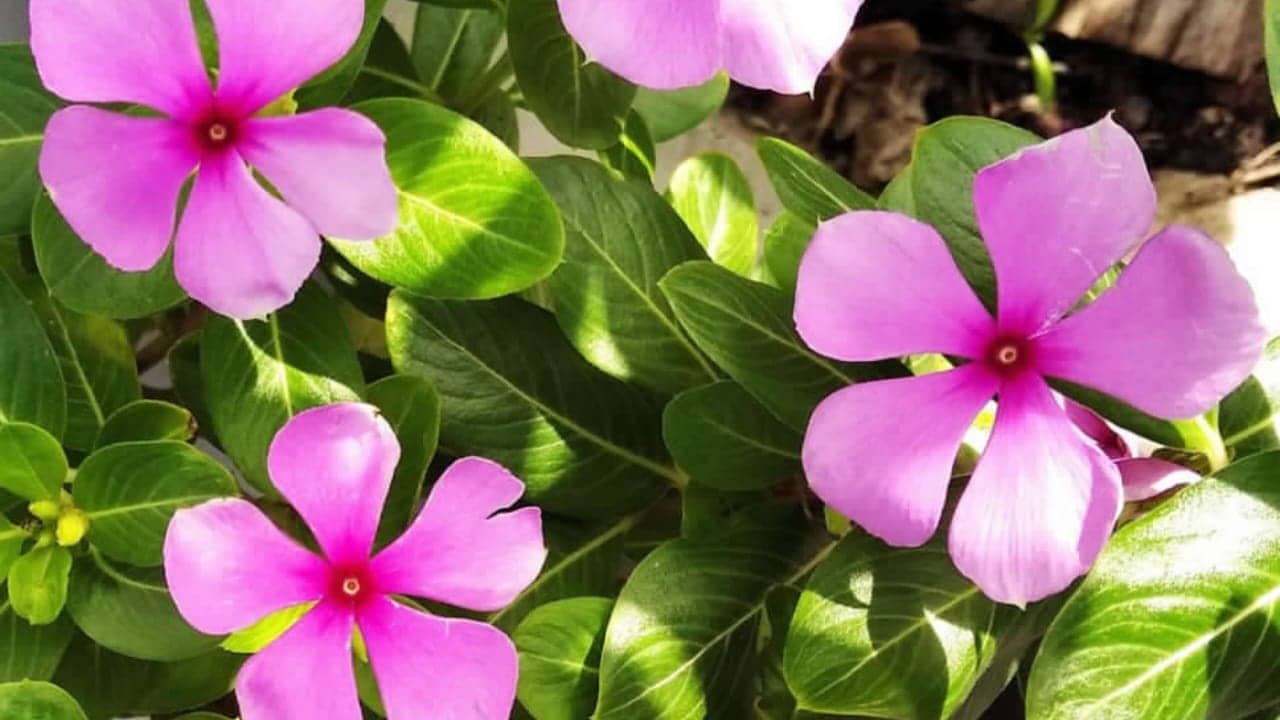 Nueve plantas peligrosas