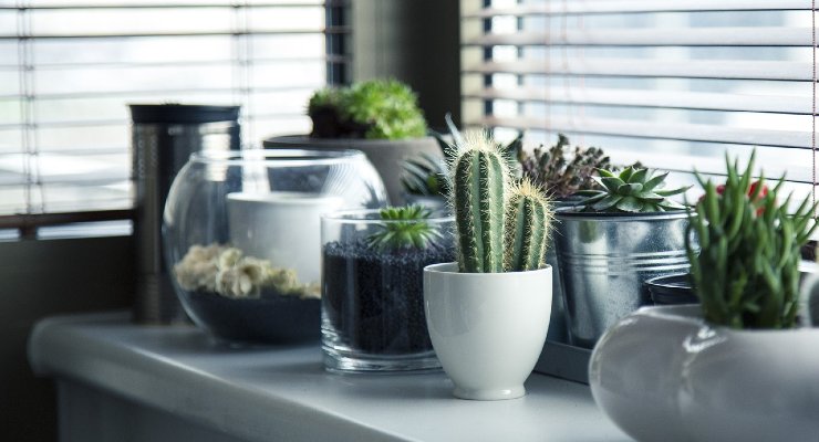 Plantas, cuidado