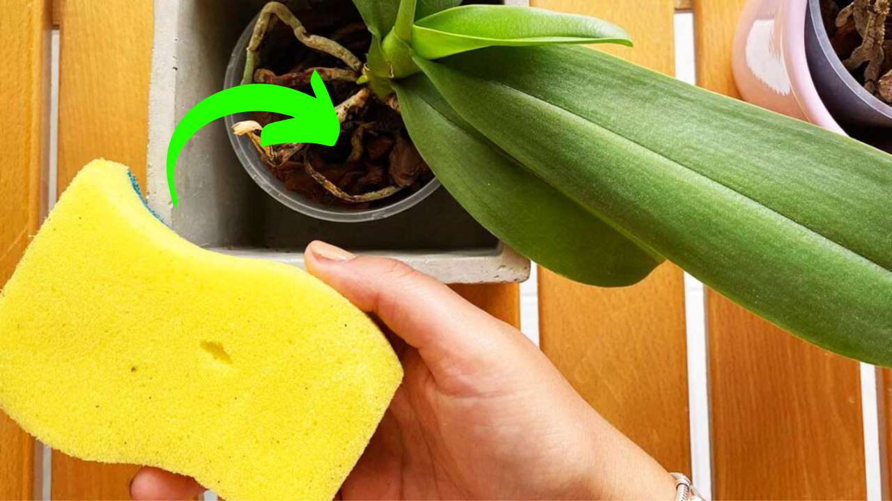 Orquídeas esponja