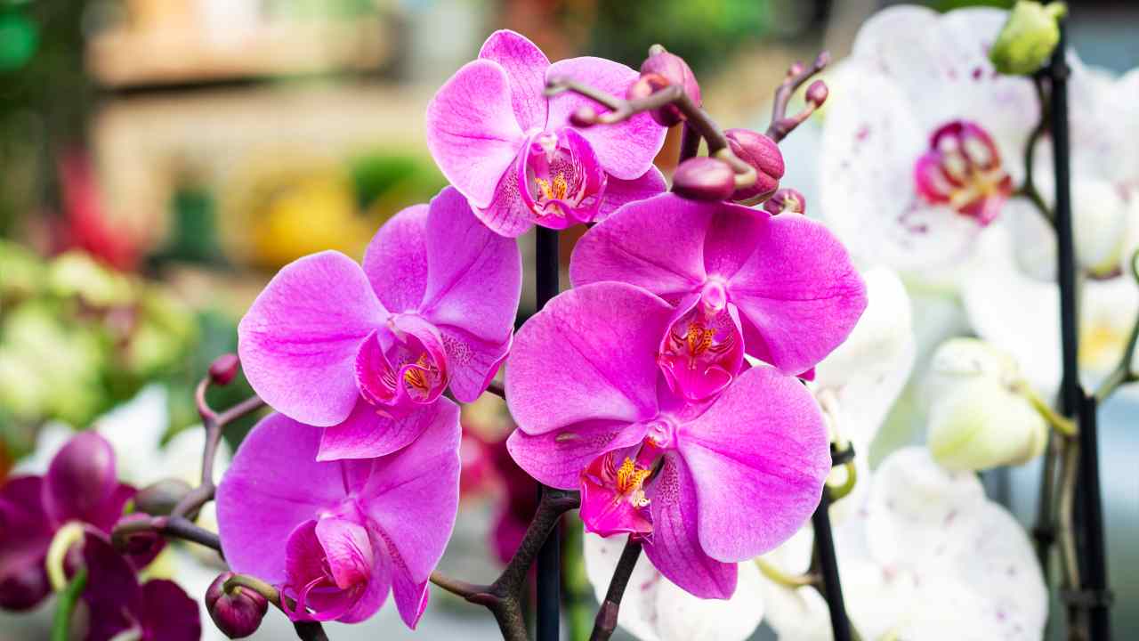 Orquídea - el método de la esponja