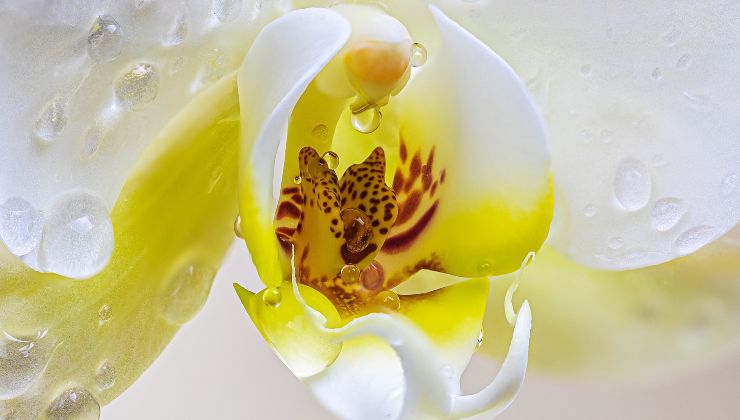 Orquídea - el método de la esponja