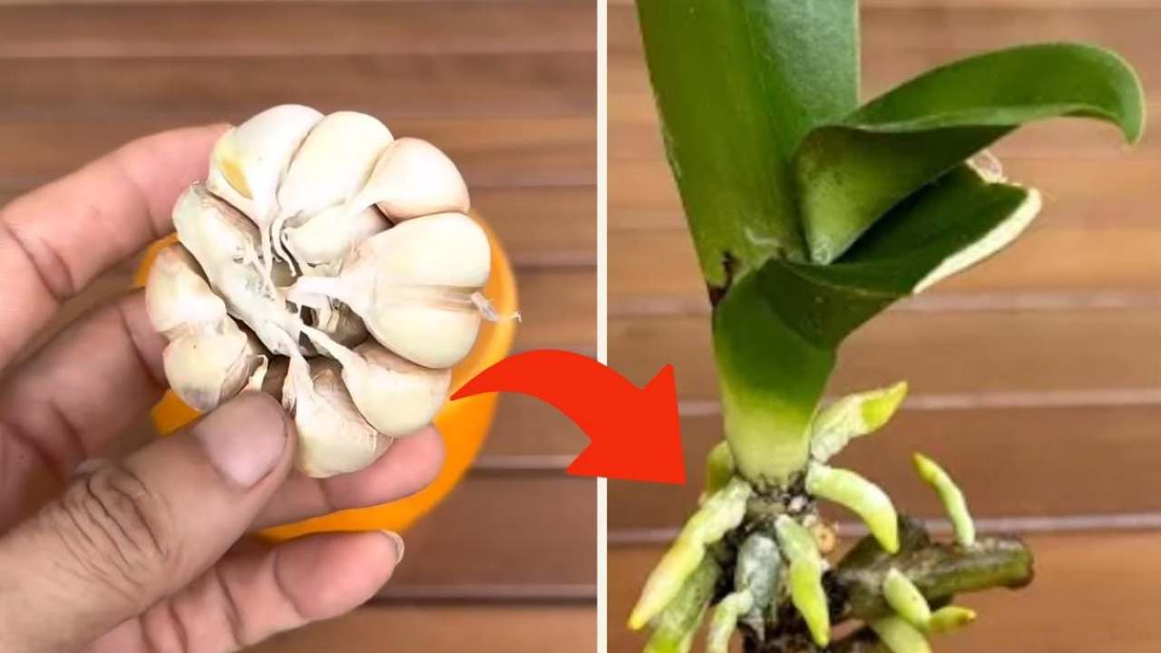 orquídea exuberante orquídea exuberante