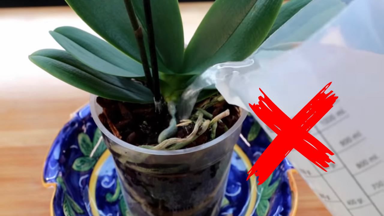 Deja de hacerle esto a tu orquídea.