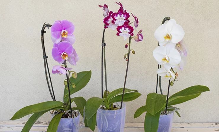 orquídeas