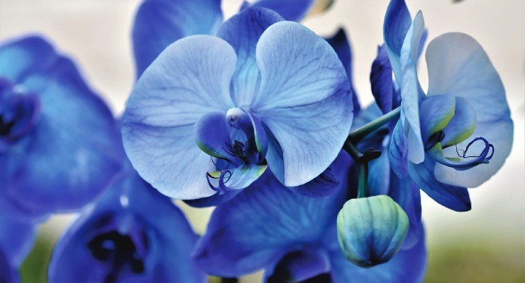 orquídeas
