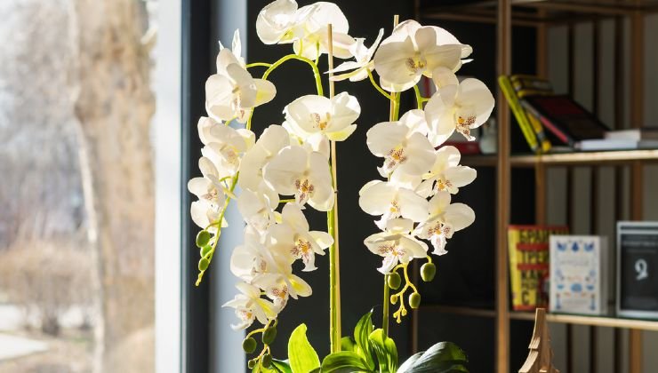 Orquídea blanca