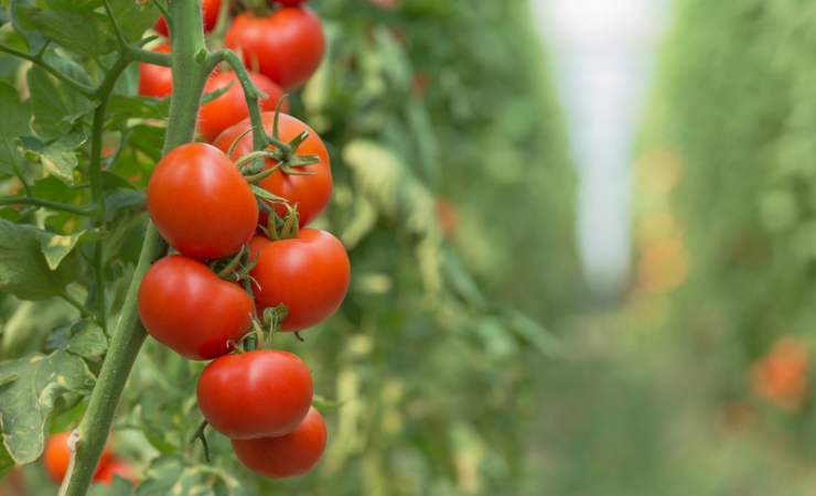 planta de tomate planta de tomate