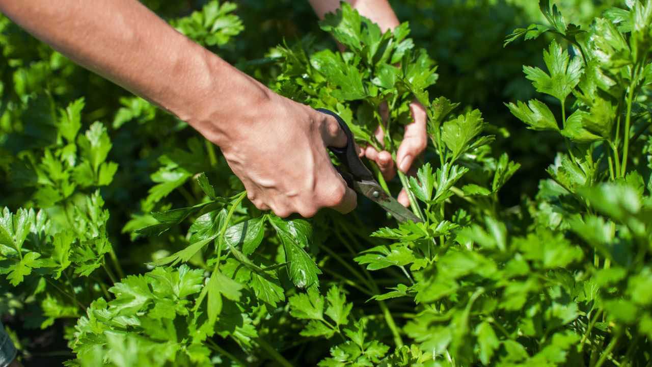 perejil secreto para hacerlo crecer