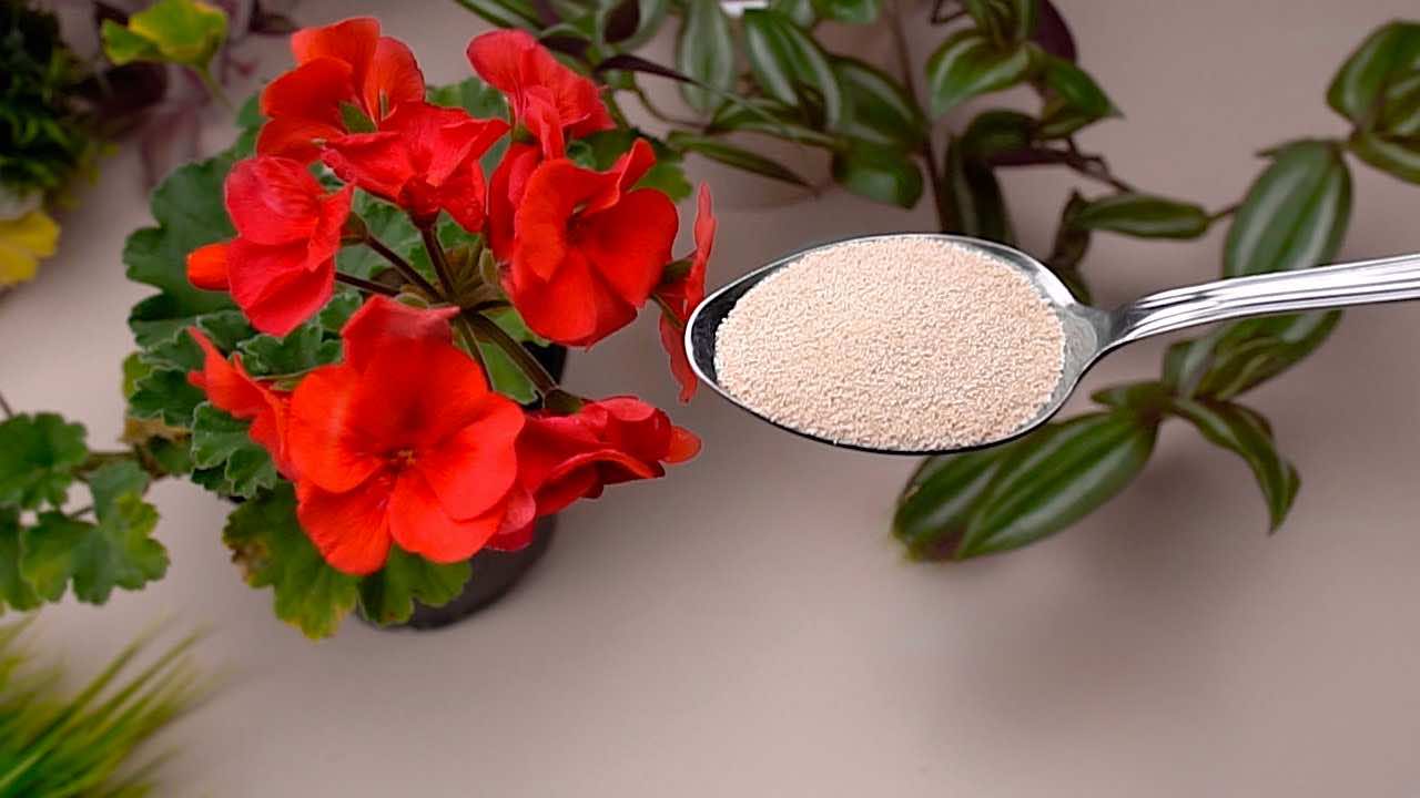 ingrediente per far sbocciare i fiori Ingrediente para hacer florecer las flores