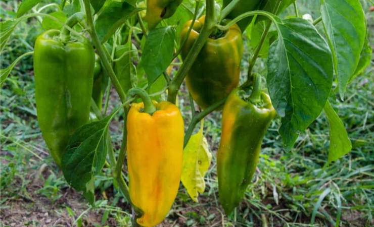 cultivo de pimientos
