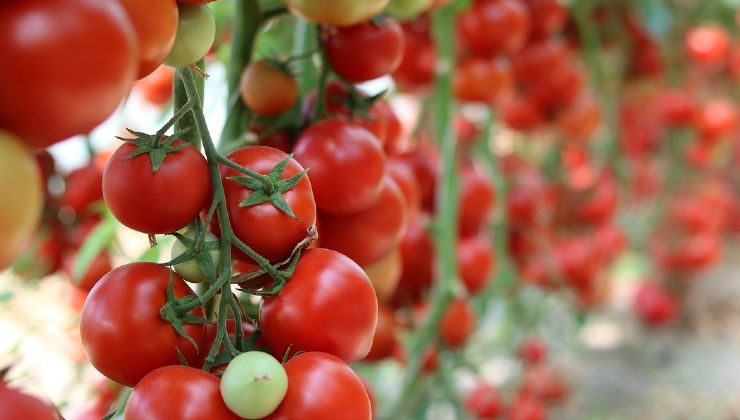 Pomodori grappolo coltivazione Cultivo de tomates de racimo