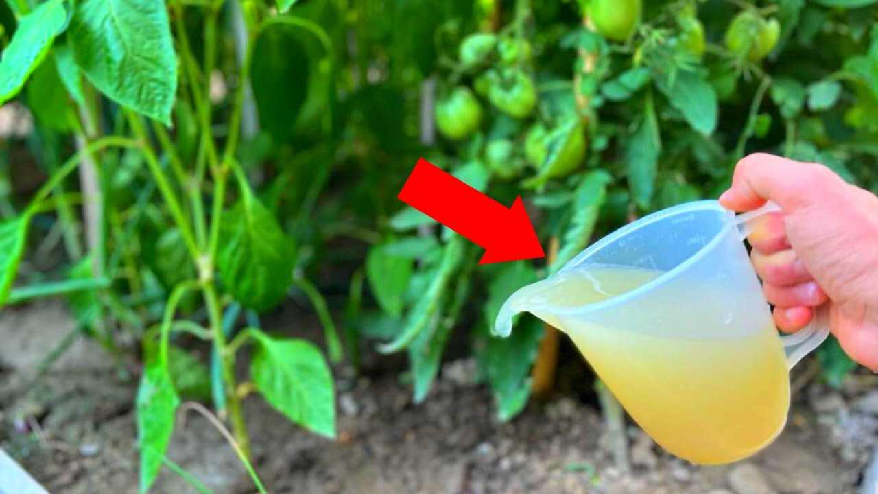Composto nei pomodori Compuesto en tomates