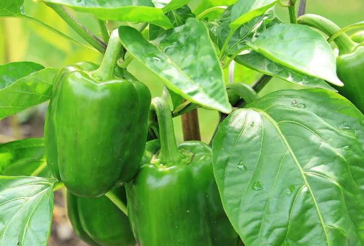 Pianta di peperoni Pimiento