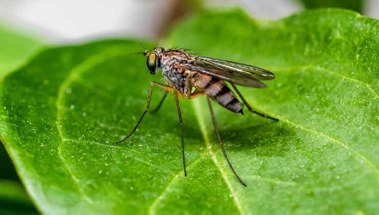 Insecto