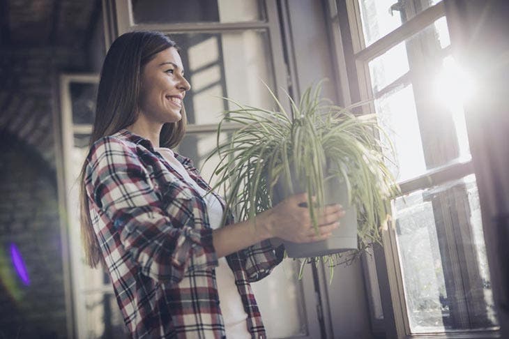 ¿Por qué es imprescindible tener una planta en el dormitorio? El secreto que pocas personas conocen 3 Planta araña