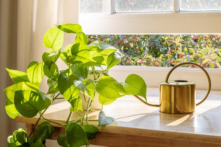 ¿Por qué es imprescindible tener una planta en el dormitorio? El secreto que pocas personas conocen 6 Escindapso dorado