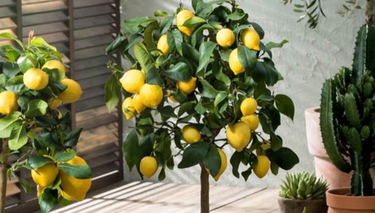 Limonero Limonero