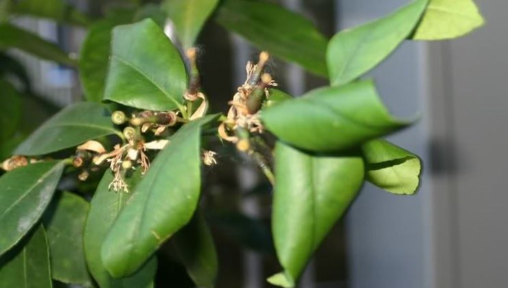 hojas de limón rizadas hojas de limón rizadas