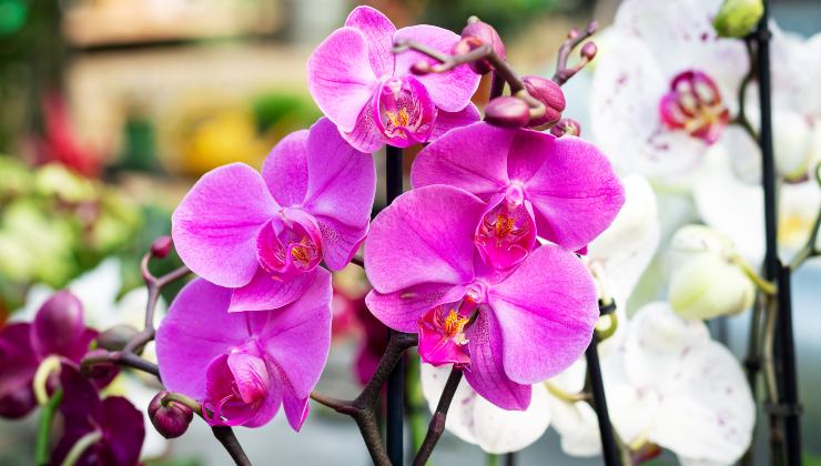 rejuvenecer la orquidea