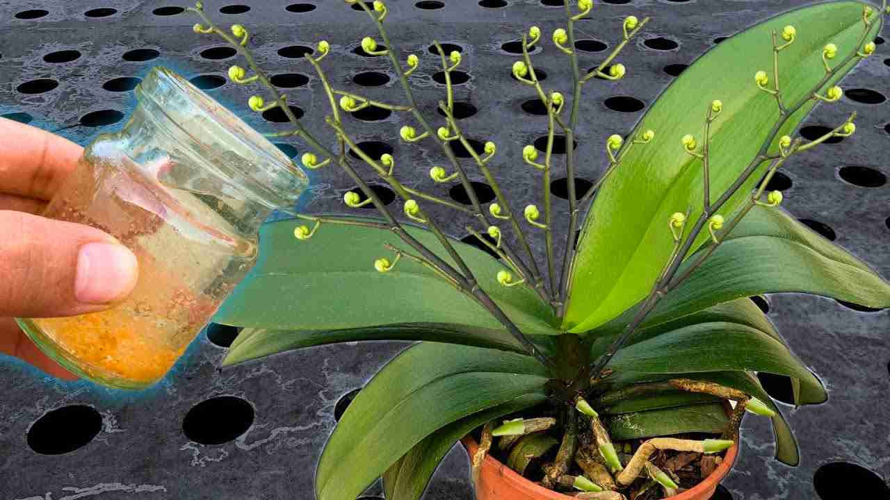 innaffiare piante regar las plantas