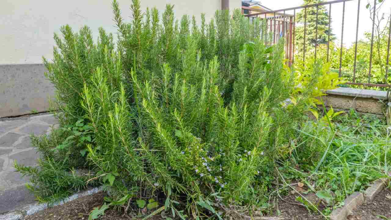 Pianta di rosmarino Planta de romero