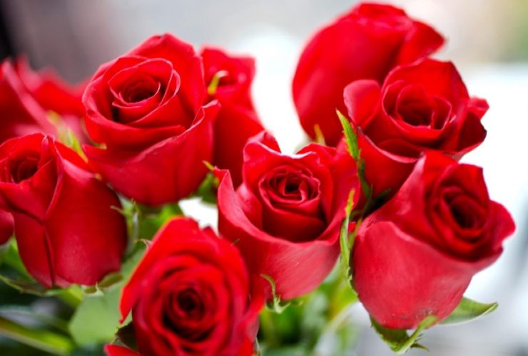 Rose rosse Rosas