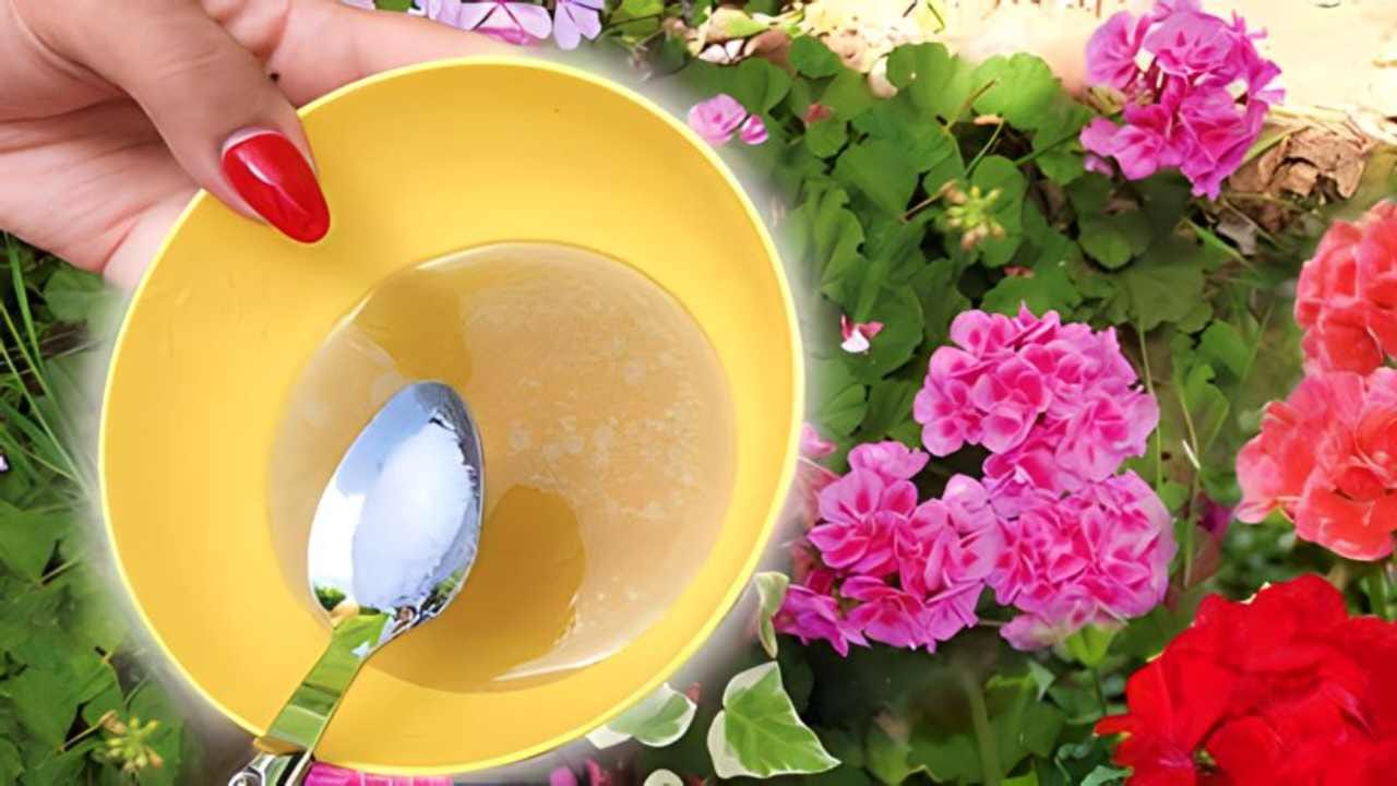 Usa questa potentissima miscela per un giardino perfetto Utilice esta poderosa mezcla para un jardín perfecto