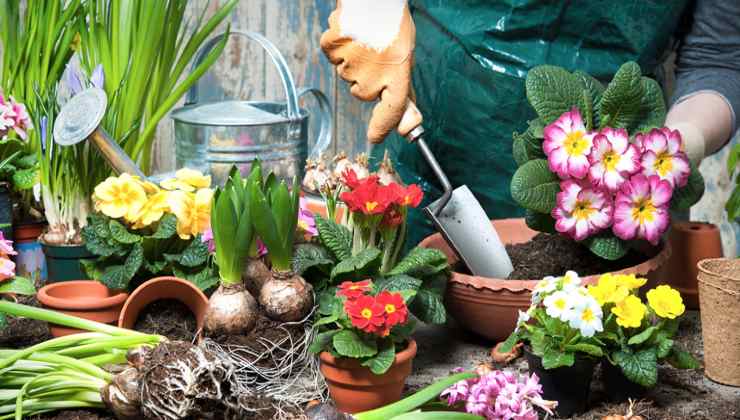 Cura del giardino Cuidado del jardín