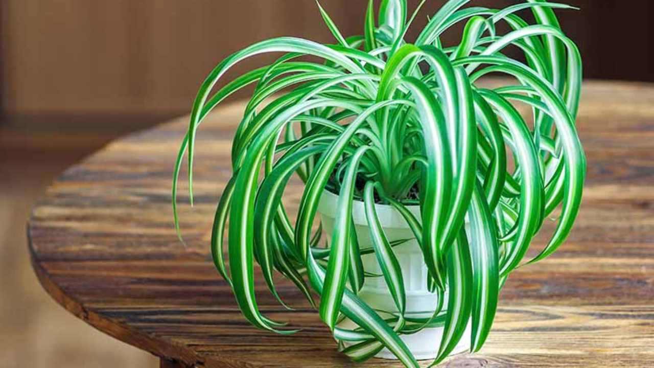 Planta araña