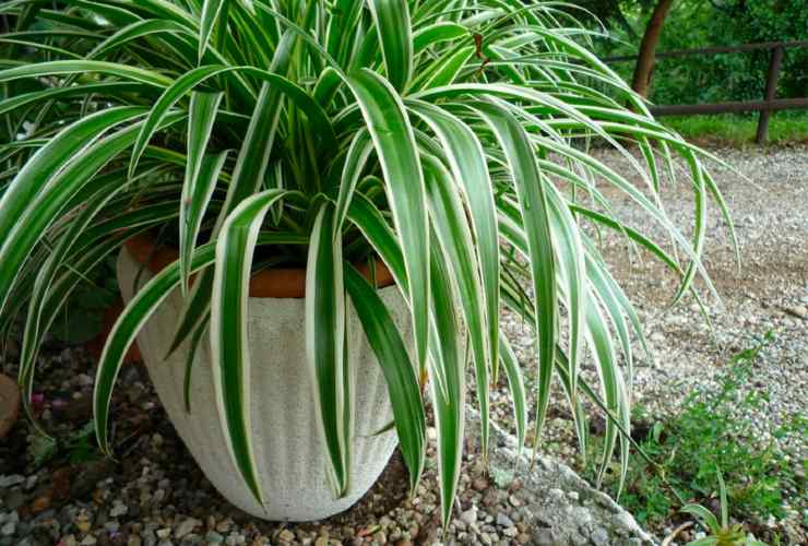 planta de falange