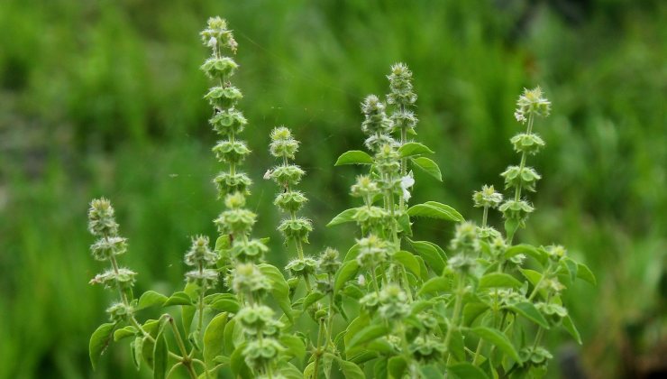 Le spighette del basilico Espiguillas de albahaca