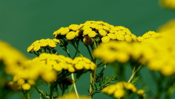 Tanaceto pianta contro scarafaggi Planta tanaceto contra cucarachas
