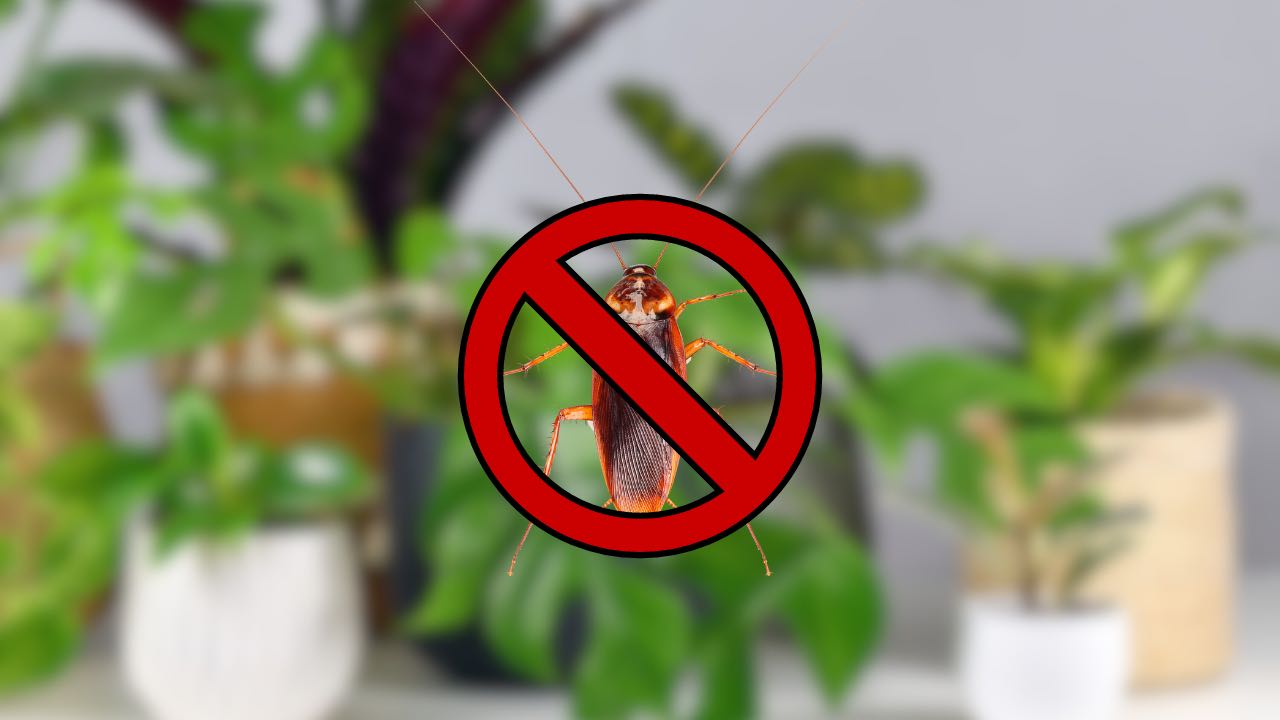 piante per gli scarafaggi Plantas para cucarachas